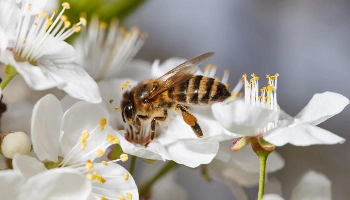 Bienenfreunde aufgepasst!