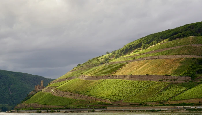 Blick auf die Weinberge rund um Rüdesheim